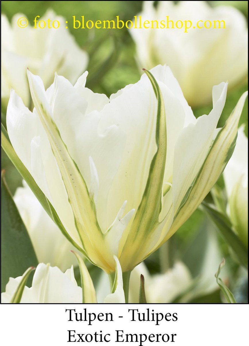tulp Exotic Emperor 25 bollen maat 12/+ tulpen - bloembollen- tulpenbollen