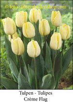 tulp Crème Flag 25 bollen maat 12/+ tulpen bloembollen