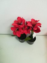 Kunstplant - amaryllis - rood - LED verlichting in de bloem - 2 stuks