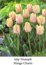 tulp Mango Charm 25 bollen maat 12/+ tulpen bloembollen