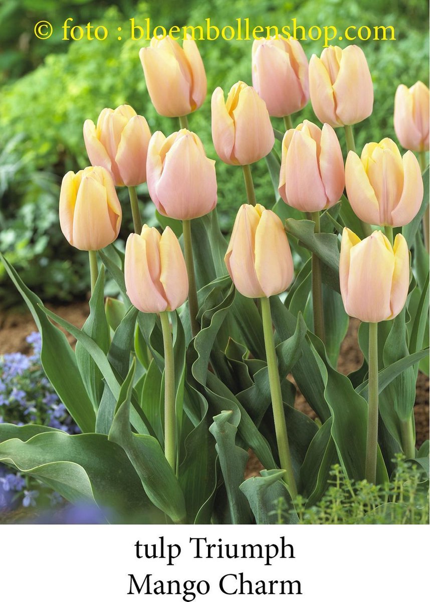 tulp Mango Charm 25 bollen maat 12/+ tulpen bloembollen