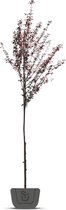 Sierpruim | Prunus cerasifera Nigra | Stamomtrek: 10-12 cm