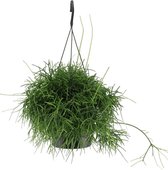 Rhipsalis Oasis