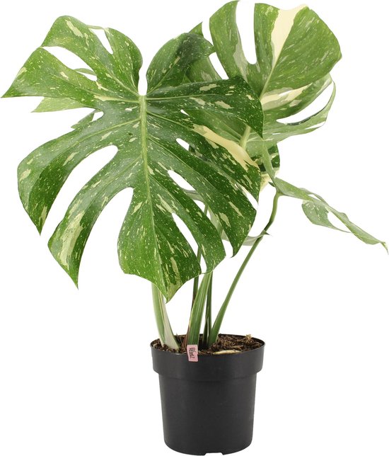 Bol Com Bonte Monstera Thai Constellation