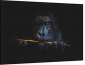 Gorilla met bamboe op zwarte achtergrond - Foto op Canvas - 150 x 100 cm