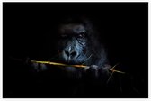 Gorilla met bamboe op zwarte achtergrond - Foto op Akoestisch paneel - 90 x 60 cm
