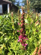 6 x Lythrum salicaria 'Blush' - Kattenstaart - P9 Pot (9 x 9cm) - Dima Vaste Planten