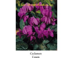 Bloembollen - Cyclamen Coum - 5 bollen maat 1
