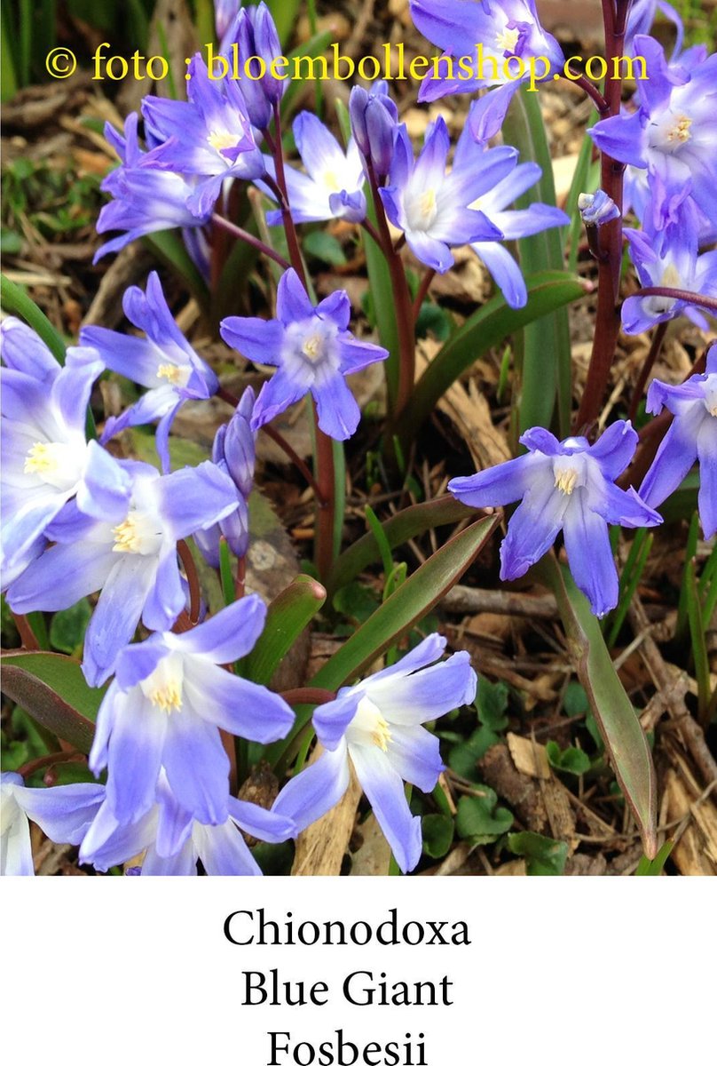 chionodoxa Blue Giant 30 bollen maat 5/+
