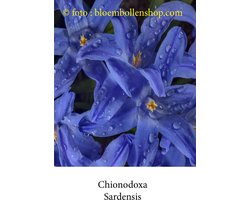 chionodoxa Sardensis 50 bollen maat 5/+