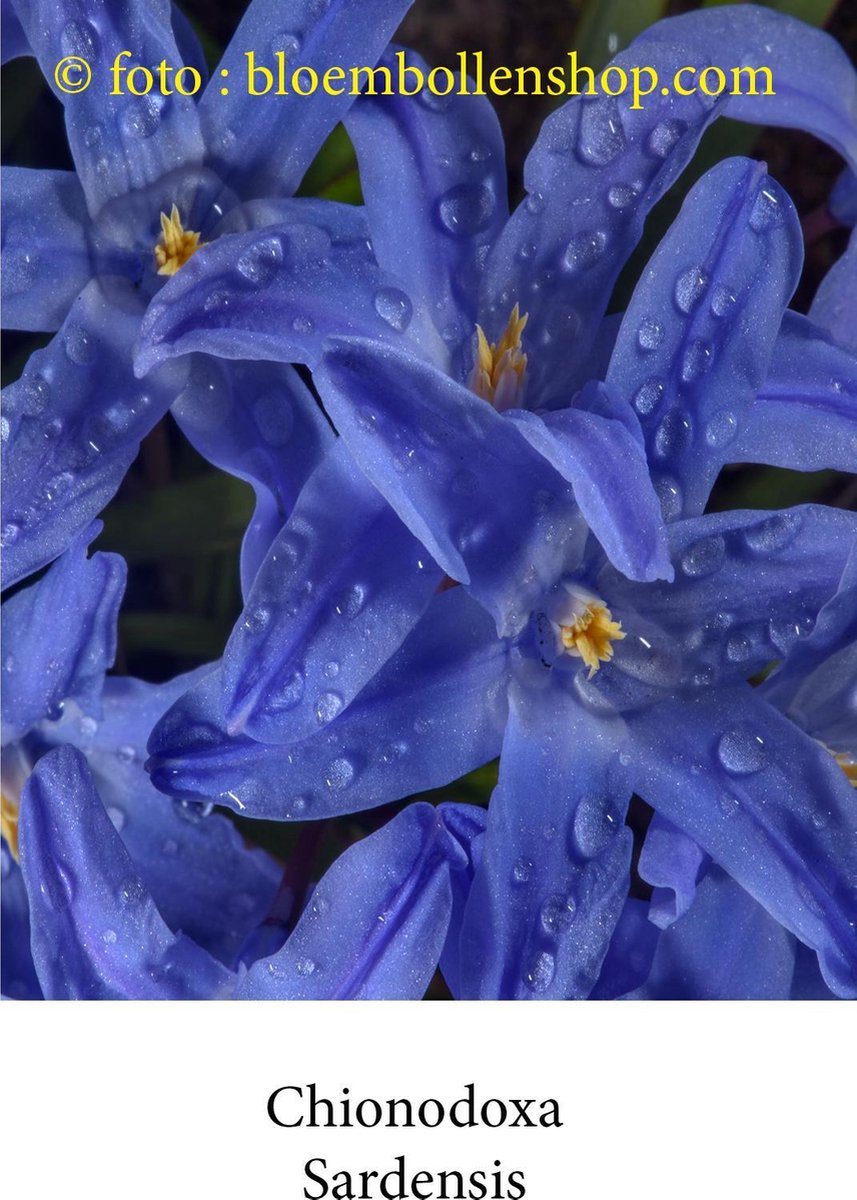 chionodoxa Sardensis 50 bollen maat 5/+