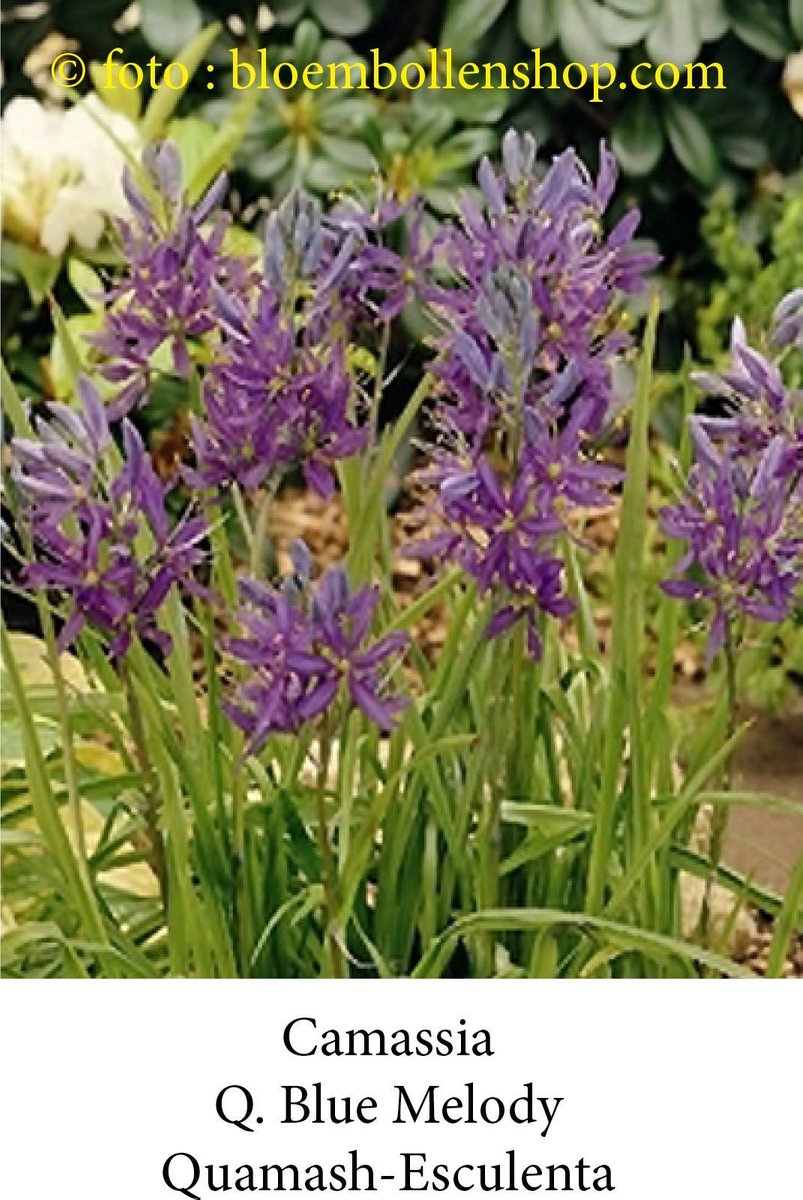 camassia Blue Melody 30 bollen maat 6/+