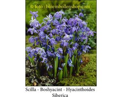 scilla Siberica 50 bollen maat 7/+