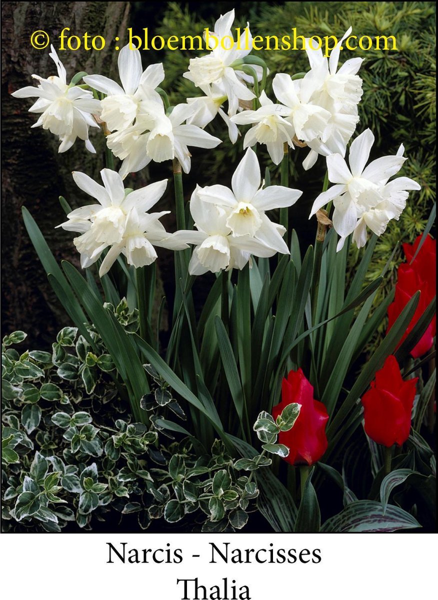 narcis Thalia 25 bollen maat 12/+ botanische narcis- paasbloem