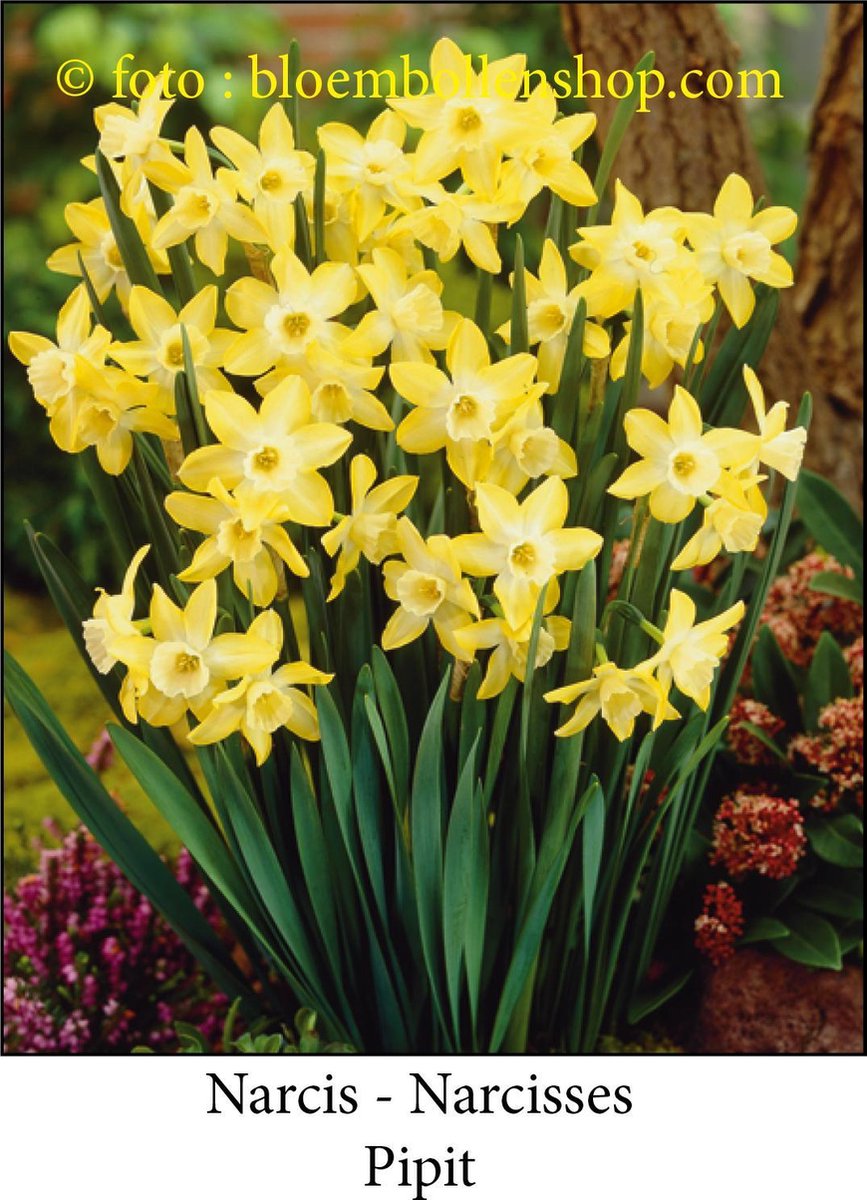 narcis Pipit 25 bollen maat 12/14 botanische narcis