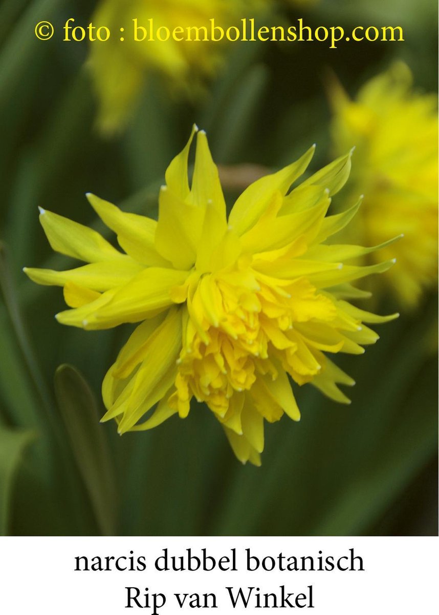 narcis Rip Van Winkel 25 bollen maat 12/14 botanische narcis