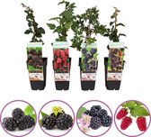 Bramen fruitplanten mix - set van 4 verschillende bramen - hoogte 50-60 cm