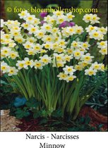 Narcis Minnow - 30 bollen - Botanische Narcis