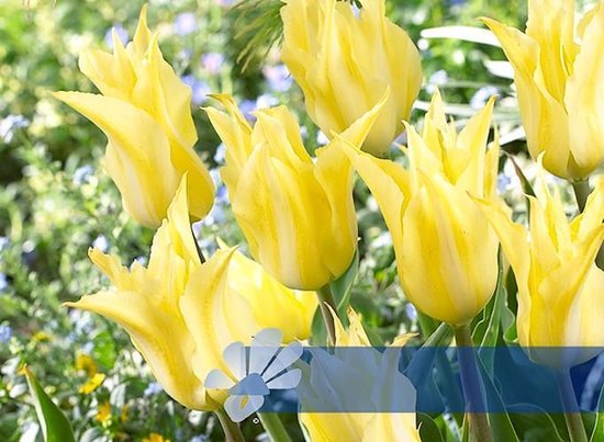 Тюльпан флорайн шик фото и описание
