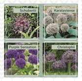 Bloembol Allium mix: Purple Sensation, schubertii, christophii, karataviense  - 4 x 15 bollen - maat 14+ - cadeau