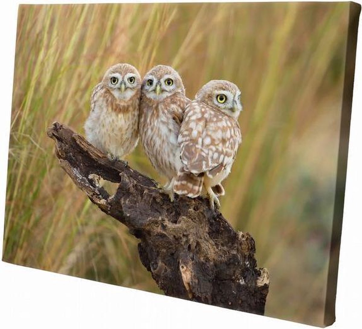 Uiltjes | 30 x 20 CM | Wanddecoratie | Dieren op canvas | Schilderij | Canvasdoek | Schilderij op canvas