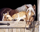 Happy Painter Diamond Painting volwassenen - Dierenliefde paarden en kat in stal - 40x30cm volledig pakket vierkante steentjes - hobby en creatief volwassenen - diamond painting en