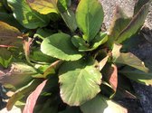 6 x Bergenia Cordifolia - Schoenlappersplant pot 9x9cm
