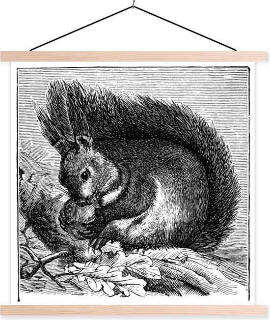 Planche zoologique originale  Cochon d'Inde - Taupe & Hérisson