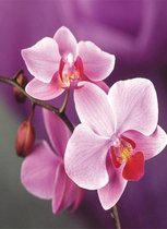 Diamond painting - De 3 roze orchidee - Bloemen - Hobby - Diamond schilderen - Volwassen - Kinderen - Stil leven - roze - vaas - Natuur - 20x30cm