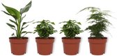 Set van 4 Kamerplanten - 2x Coffea Arabica & 1x Asparagus Plumosus & 1x Strelitzia Reginae  - ± 25cm hoog - 12cm diameter