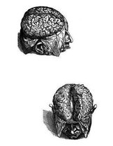 Anatomy Notebook: Human Brain 01 - Andreas Vesalius Anatomy Art College Ruled Notebook 110 Pages