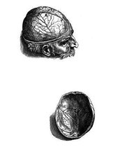 Anatomy Notebook: Cranium - Andreas Vesalius Anatomy Art College Ruled Notebook 110 Pages