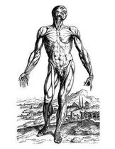 Anatomy Notebook: Skinless Man Muscles 01 - Andreas Vesalius Anatomy Art College Ruled Notebook 110 Pages