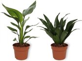 Set van 2 Kamerplanten - Strelitzia Reginae & Draceana Compacta  - ±  30cm hoog - 12cm diameter