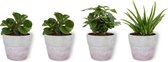 Set van 4 Kamerplanten - 2x Peperomia Green Gold & 1x Coffea Arabica & 1x Aloë Vera - ± 25cm hoog - 12cm diameter - in betonnen lila pot