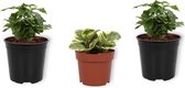 Set van 3 Kamerplanten - 2x Coffea Arabica & 1x Peperomia Obtusifoia Variegata - ±  30cm hoog - 12cm diameter