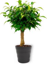 Kamerplant Ficus Babilatos - ↕ ± 25cm - Ø 12cm - in zwarte pot