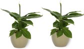 2x Kamerplant Musa Tropicana - Bananenplant - ± 30cm hoog - 12cm diameter - in groene pot