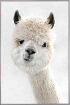 JUNIQE - Poster met kunststof lijst Alpaca met scheve kop -20x30 /Wit