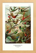 JUNIQE - Poster in houten lijst Haeckel - Hummingbirds and Trochilidae