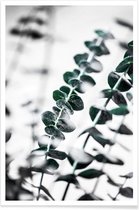 JUNIQE - Poster Eucalyptus 1 -40x60 /Groen & Wit