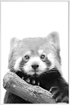 JUNIQE - Poster in kunststof lijst Red Panda -30x45 /Wit & Zwart