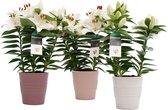 Mama's Planten - Lelie - Souvenir White - In Keramiek - 3 Stuks - Bloeiende Kamerplant - Geeft Sfeer En Zuurstof - ↨ 35cm - ⌀ 13cm