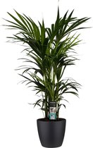 Decorum Kentia Palm - Elho brussels black – ↨ 120cm – ⌀ 27cm