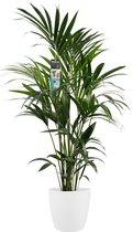 Decorum Kentia met Elho brussels white – ↨ 120cm – ⌀ 24cm