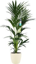 Decorum XL Kentia Palm in ELHO Brussels pot (soap) – ↨ 170cm – ⌀ 30cm