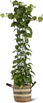 We Love Plants - Epipremnum Aureum + Mand Francien - Cylinder Rek - 150 cm hoog - Grote kamerplant