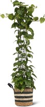 We Love Plants - Epipremnum Aureum + Mand Yvonne - Cylinder Rek - 150 cm hoog - Grote kamerplant