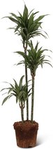 We Love Plants - Dracaena Ulises - 120 cm hoog - Grote kamerplant