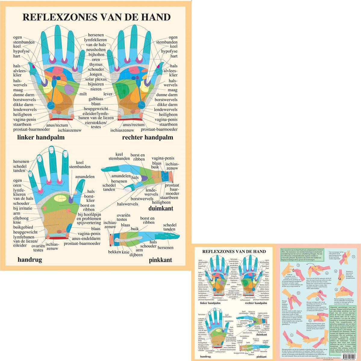 Het menselijk lichaam - anatomie posters handreflexologie (Nederlands, gelamineerd, A2 + A4) + ophangsysteem